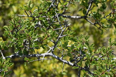 Rhamnus × intermedia