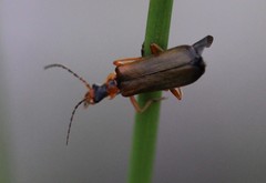 Podabrus alpinus