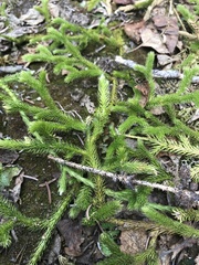 Lycopodium lagopus