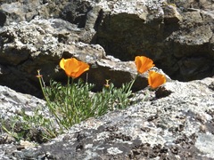 Eschscholzia californica