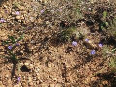 Syringodea longituba