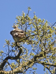 Buteo jamaicensis