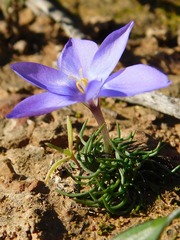 Syringodea longituba