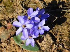 Syringodea longituba