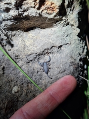 Opisthacanthus