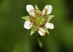 Geum laciniatum