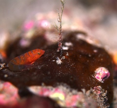 Cochleoceps bicolor