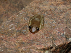 Boophis doulioti