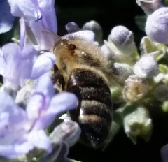 Apis mellifera
