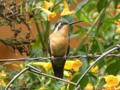 Lampornis