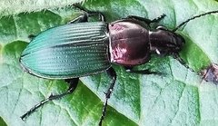 Poecilus kugelanni