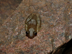 Boophis doulioti