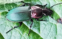 Poecilus kugelanni