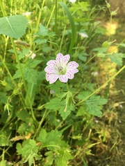 Geranium × oxonianum