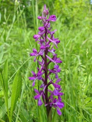 Anacamptis palustris elegans