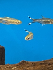 Rasbora trilineata
