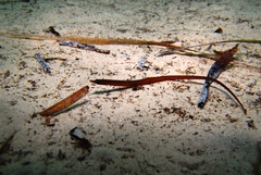 Pugnaso curtirostris