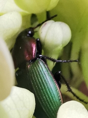 Poecilus kugelanni