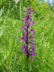 Anacamptis palustris elegans