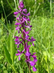 Anacamptis palustris elegans