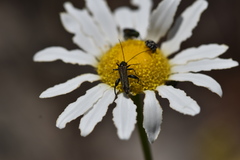 Oedemera flavipes