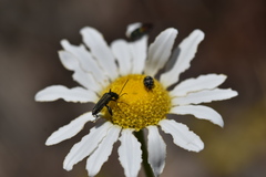 Oedemera flavipes