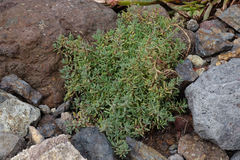 Suaeda novae-zelandiae