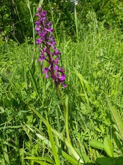 Anacamptis palustris elegans