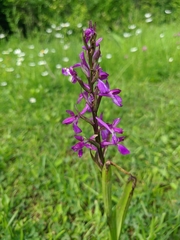 Anacamptis palustris elegans