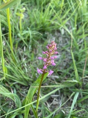 Gymnadenia borealis