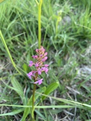 Gymnadenia borealis
