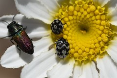 Anthrenus signatus