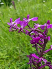 Anacamptis palustris elegans