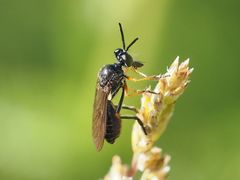Dioctria longicornis