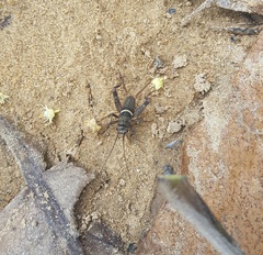 Teleogryllus mitratus