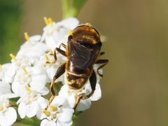 Merodon constans