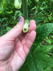 Digitalis grandiflora