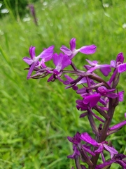 Anacamptis palustris elegans