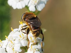 Merodon constans