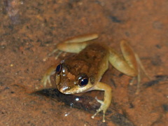 Mantidactylus