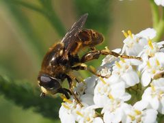 Merodon constans