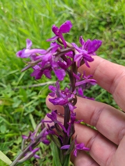 Anacamptis palustris elegans