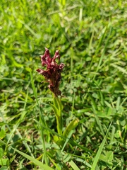 Anacamptis coriophora