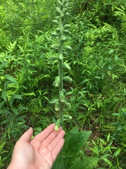 Digitalis grandiflora