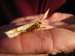 Euchlaena marginaria