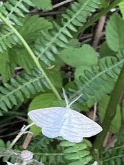 Perconia strigillaria