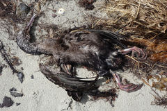 Leucocarbo chalconotus