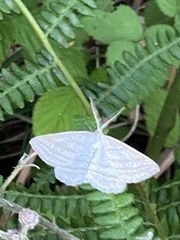 Perconia strigillaria