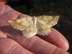 Euchlaena marginaria