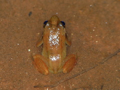 Mantidactylus